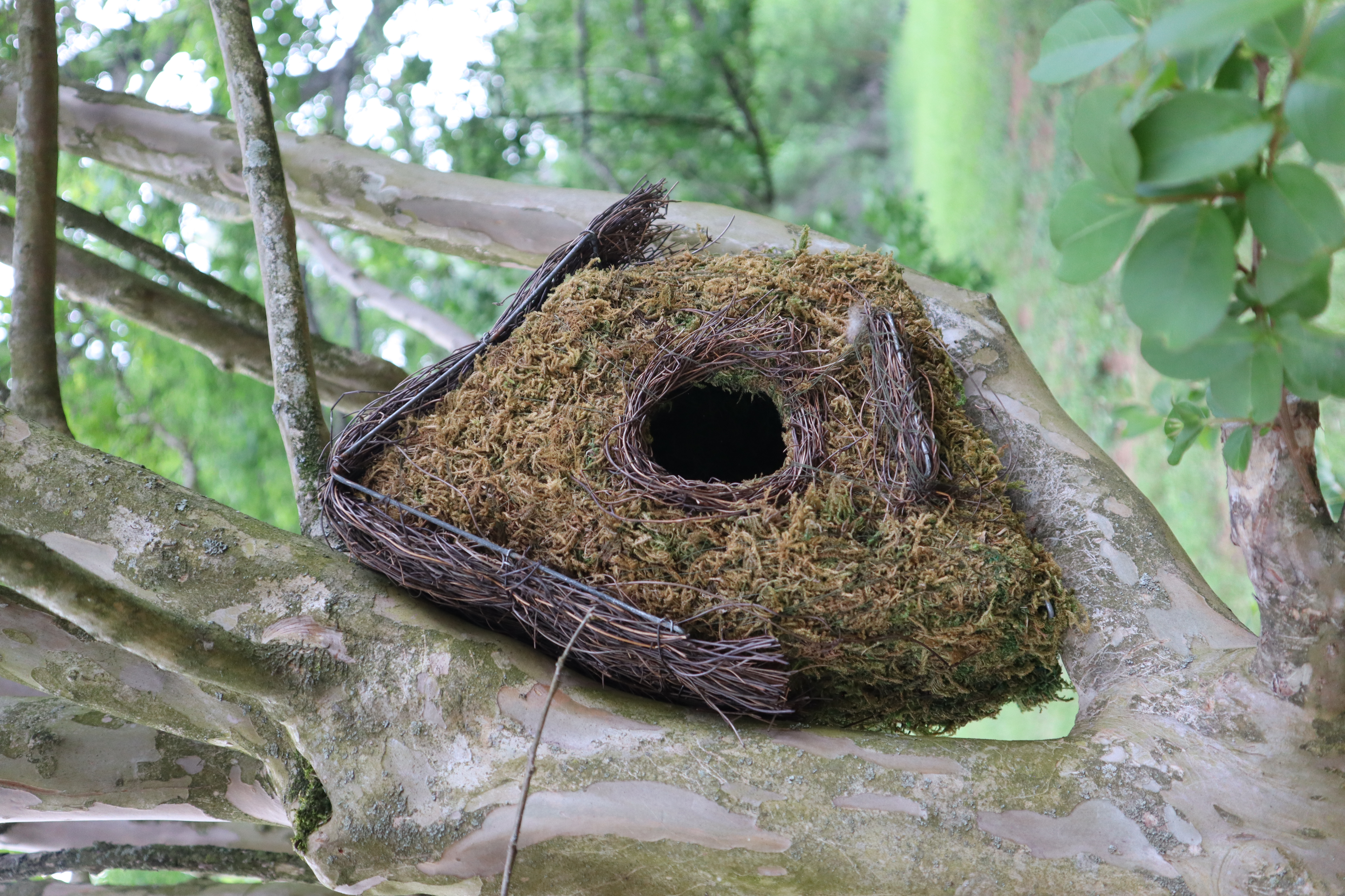 moss bird house